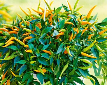 Paprika převislá 'Volante Mild Orange' F1