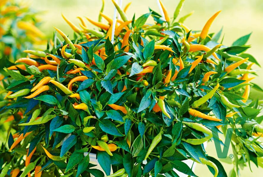 Paprika převislá 'Volante Mild Orange' F1 - Capsicum annuum 'Volante Mild Orange' F1