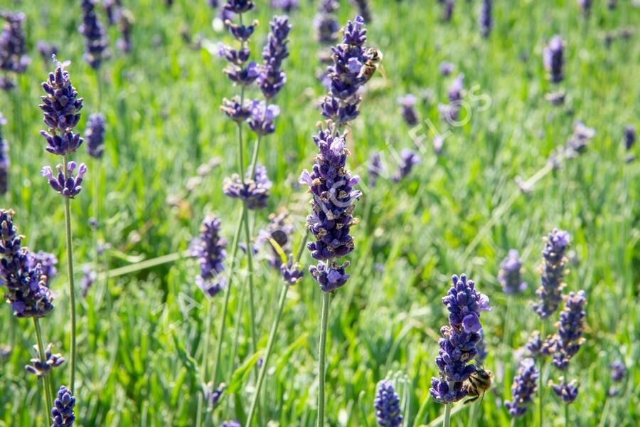 Levandule úzkolistá 'Hidcote Blue Superior' - Lavandula angustifolia 'Hidcote Blue Superior'