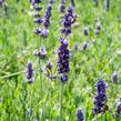 Levandule úzkolistá 'Hidcote Blue Superior' - Lavandula angustifolia 'Hidcote Blue Superior'