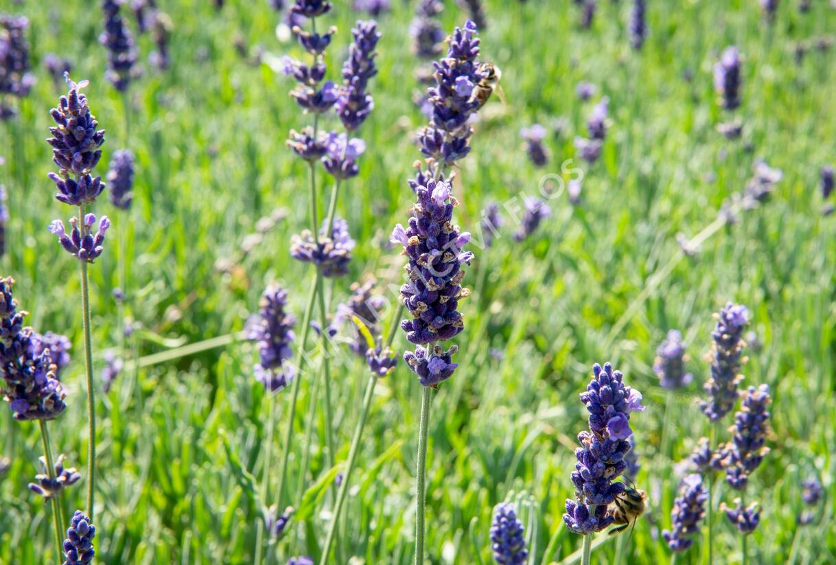 Levandule úzkolistá 'Hidcote Blue Superior' - Lavandula angustifolia 'Hidcote Blue Superior'
