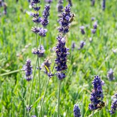 Levandule úzkolistá 'Hidcote Blue Superior' - Lavandula angustifolia 'Hidcote Blue Superior'