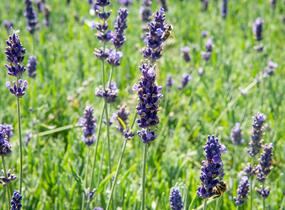 Levandule úzkolistá 'Hidcote Blue Superior' - Lavandula angustifolia 'Hidcote Blue Superior'