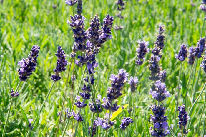 Levandule úzkolistá 'Hidcote Blue Superior' - Lavandula angustifolia 'Hidcote Blue Superior'