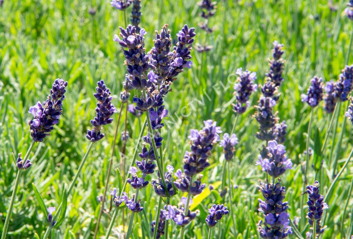 Levandule úzkolistá 'Hidcote Blue Superior' - Lavandula angustifolia 'Hidcote Blue Superior'