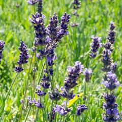 Levandule úzkolistá 'Hidcote Blue Superior' - Lavandula angustifolia 'Hidcote Blue Superior'