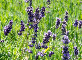 Levandule úzkolistá 'Hidcote Blue Superior' - Lavandula angustifolia 'Hidcote Blue Superior'