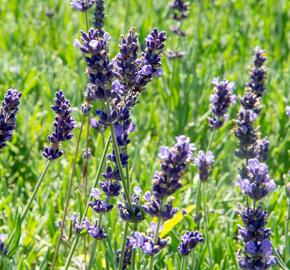 Levandule úzkolistá 'Hidcote Blue Superior' - Lavandula angustifolia 'Hidcote Blue Superior'