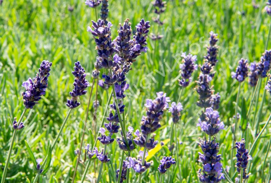 Levandule úzkolistá 'Hidcote Blue Superior' - Lavandula angustifolia 'Hidcote Blue Superior'