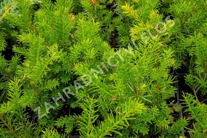 Tis prostřední 'Groenland' - Taxus media 'Groenland'