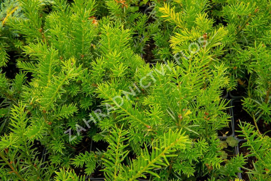 Tis prostřední 'Groenland' - Taxus media 'Groenland'