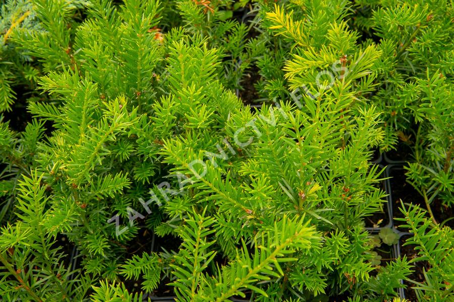 Tis prostřední 'Groenland' - Taxus media 'Groenland'