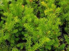 Tis prostřední 'Groenland' - Taxus media 'Groenland'