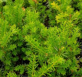 Tis prostřední 'Groenland' - Taxus media 'Groenland'