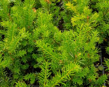 Tis prostřední 'Groenland'