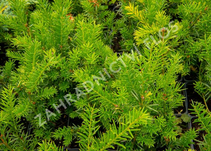 Tis prostřední 'Groenland' - Taxus media 'Groenland'