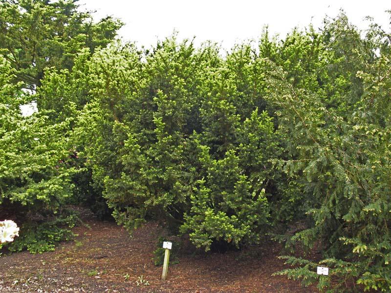 Tis japonský 'Nana' - Taxus cuspidata 'Nana'