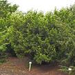 Tis japonský 'Nana' - Taxus cuspidata 'Nana'
