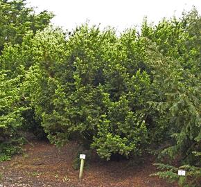 Tis japonský 'Nana' - Taxus cuspidata 'Nana'