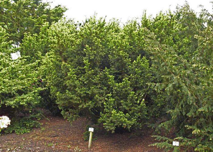 Tis japonský 'Nana' - Taxus cuspidata 'Nana'
