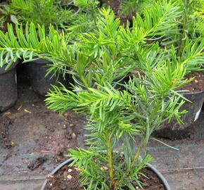 Tis japonský 'Farmen' - Taxus cuspidata 'Farmen'