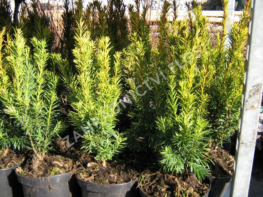 Tis červený 'Wintergold' - Taxus baccata 'Wintergold'