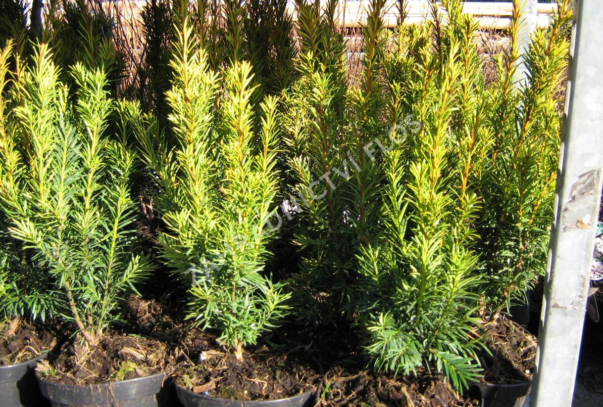 Tis červený 'Wintergold' - Taxus baccata 'Wintergold'