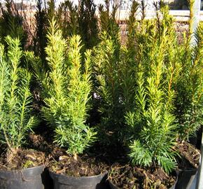 Tis červený 'Wintergold' - Taxus baccata 'Wintergold'