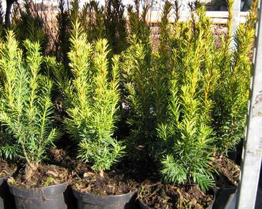 Tis červený 'Wintergold'