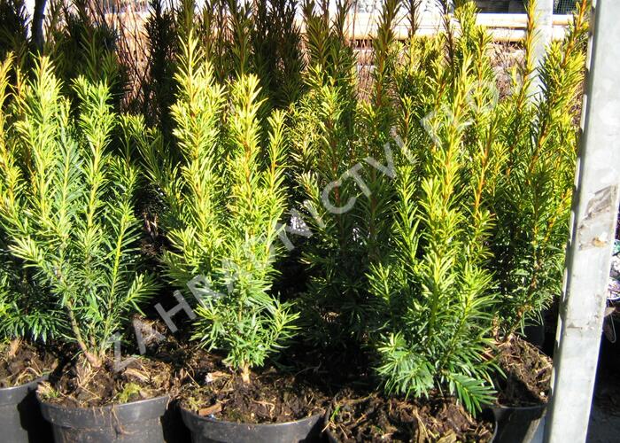 Tis červený 'Wintergold' - Taxus baccata 'Wintergold'