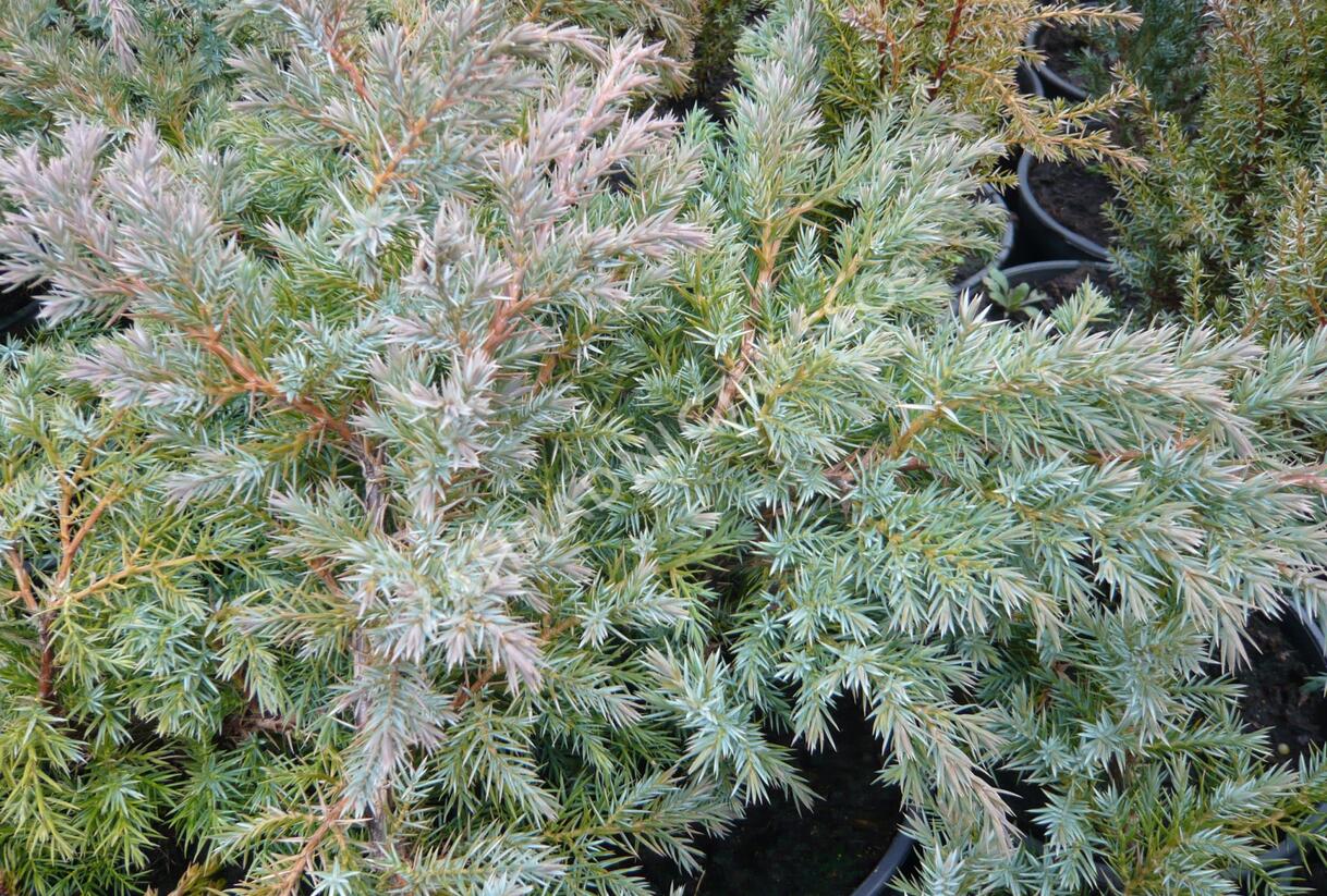 Jalovec šupinatý 'Hunnetorp' - Juniperus squamata 'Hunnetorp'