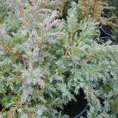 Jalovec šupinatý 'Hunnetorp' - Juniperus squamata 'Hunnetorp'