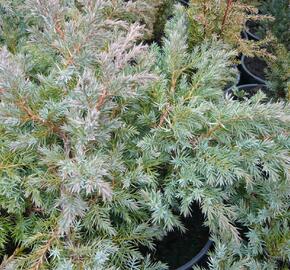 Jalovec šupinatý 'Hunnetorp' - Juniperus squamata 'Hunnetorp'