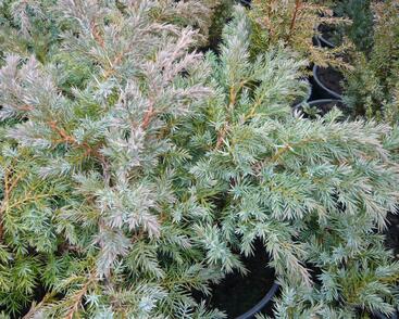 Jalovec šupinatý 'Hunnetorp'