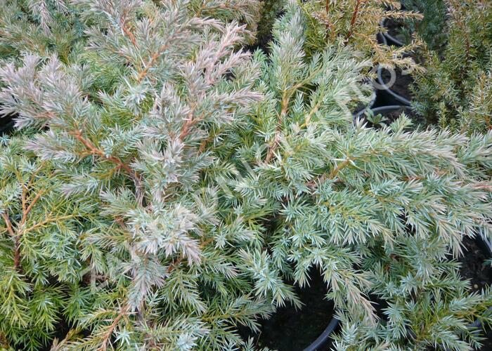 Jalovec šupinatý 'Hunnetorp' - Juniperus squamata 'Hunnetorp'