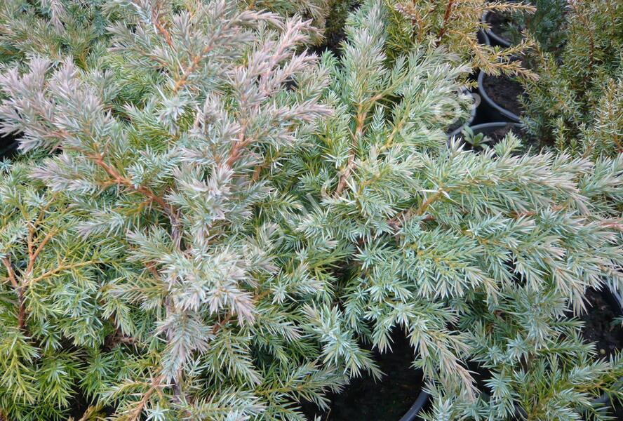 Jalovec šupinatý 'Hunnetorp' - Juniperus squamata 'Hunnetorp'