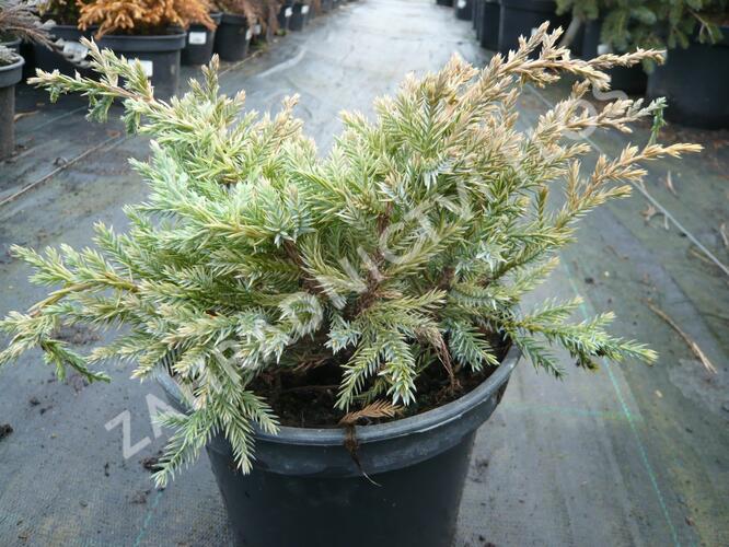 Jalovec šupinatý 'Dream Joy' - Juniperus squamata 'Dream Joy'