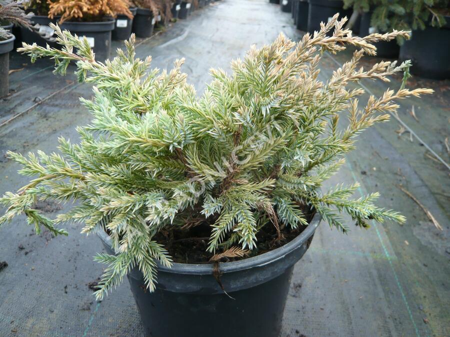 Jalovec šupinatý 'Dream Joy' - Juniperus squamata 'Dream Joy'