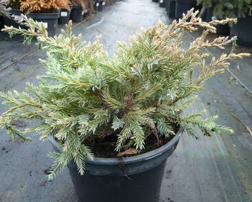 Jalovec šupinatý 'Dream Joy'