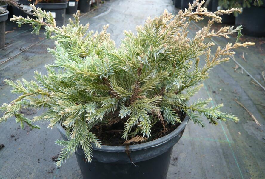 Jalovec šupinatý 'Dream Joy' - Juniperus squamata 'Dream Joy'