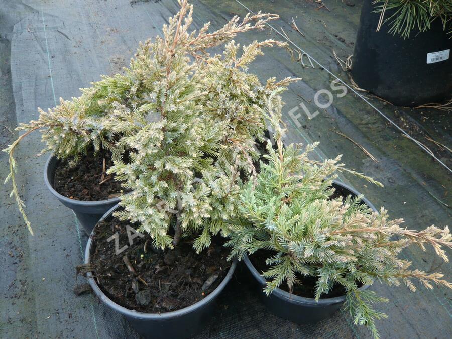 Jalovec šupinatý 'Dream Joy' - Juniperus squamata 'Dream Joy'
