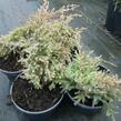 Jalovec šupinatý 'Dream Joy' - Juniperus squamata 'Dream Joy'