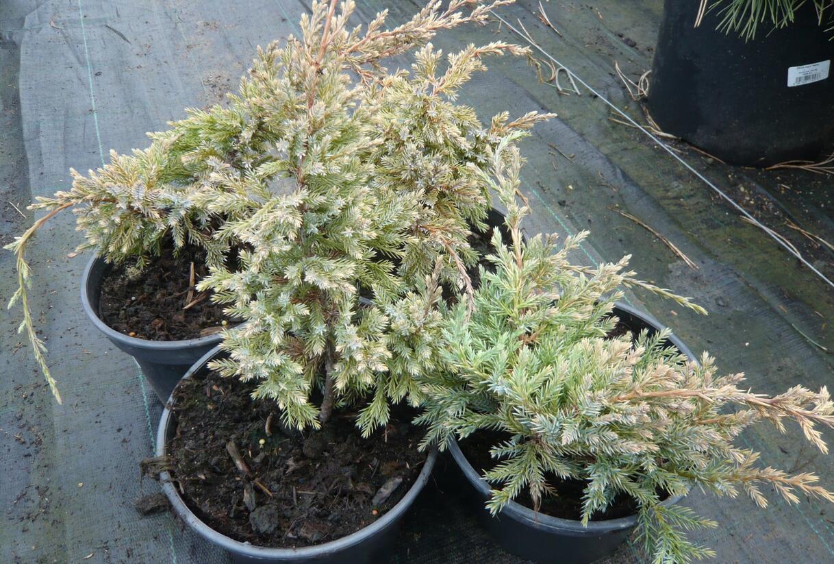 Jalovec šupinatý 'Dream Joy' - Juniperus squamata 'Dream Joy'