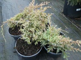 Jalovec šupinatý 'Dream Joy' - Juniperus squamata 'Dream Joy'