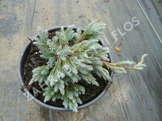 Jalovec šupinatý 'Blue Spider' - Juniperus squamata 'Blue Spider'