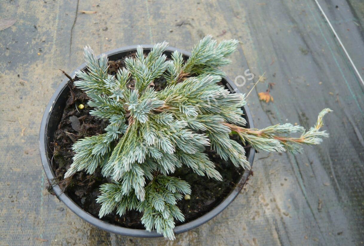 Jalovec šupinatý 'Blue Spider' - Juniperus squamata 'Blue Spider'