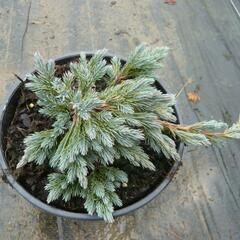 Jalovec šupinatý 'Blue Spider' - Juniperus squamata 'Blue Spider'