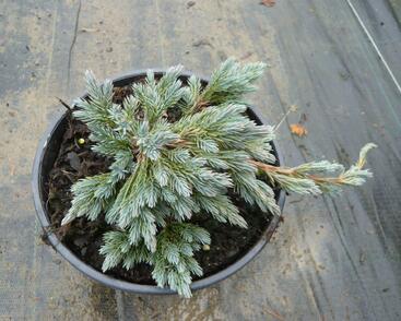 Jalovec šupinatý 'Blue Spider'