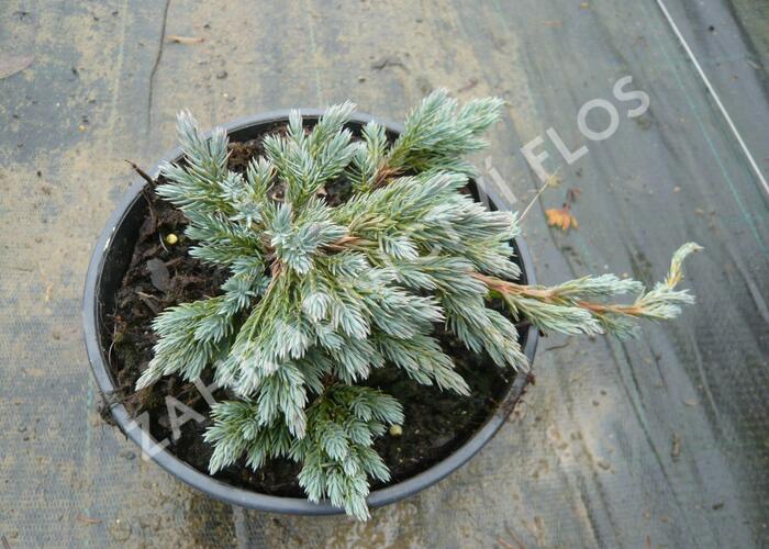 Jalovec šupinatý 'Blue Spider' - Juniperus squamata 'Blue Spider'