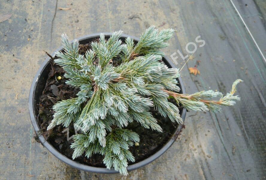 Jalovec šupinatý 'Blue Spider' - Juniperus squamata 'Blue Spider'